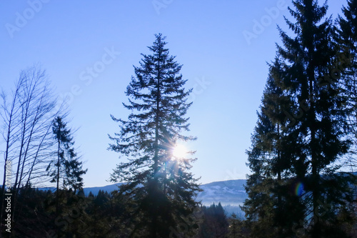 Nella pineta di Roana sull'Altopiano di Asiago in Veneto, viaggi e paesaggi