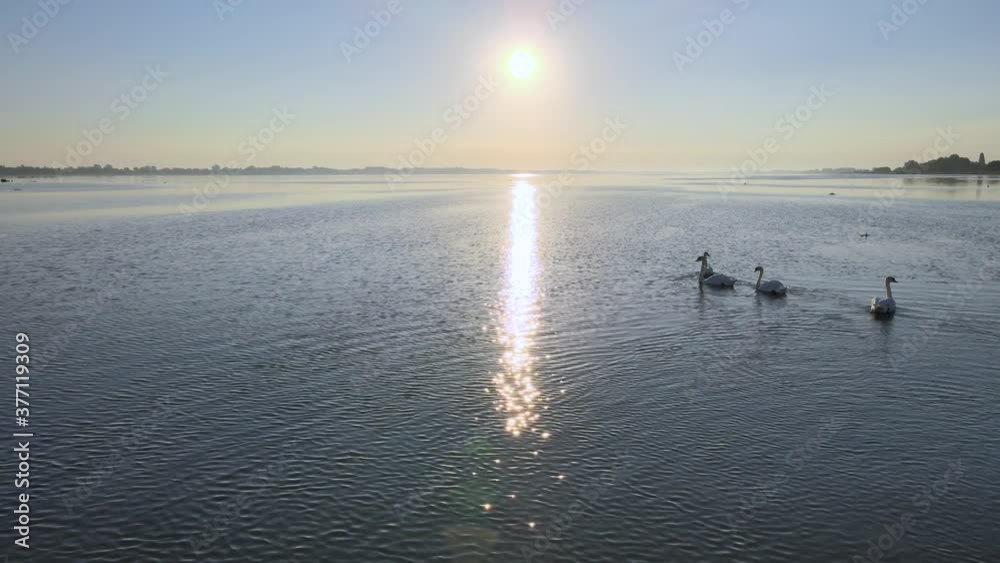 Adult Mute Swans swimming on lake at morning sunrise, aerial view Adult Mute Swans swimming on lake at morning sunrise, aerial view