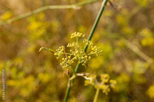 Wild fennel, in Latin Foeniculum Vulgare