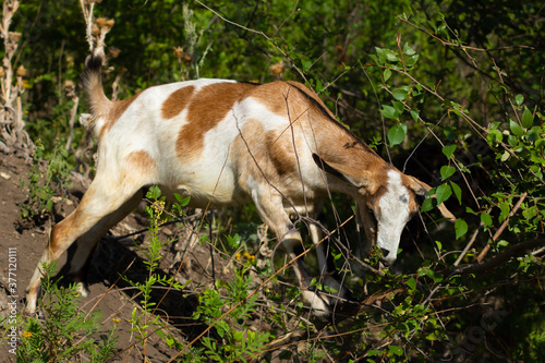 Close up shot of the white goat with bunch of green grass on the summer meadow photo