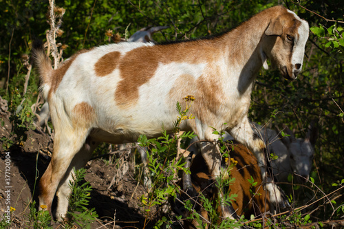 Close up shot of the white goat on the summer meadow photo