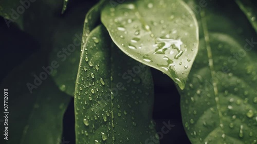 Slow motion of raindrops falling on green leaf background with rainy season. photo