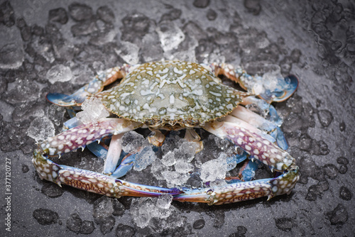 Seafood crab on ice - Fresh raw Blue Swimming Crab ocean gourmet with ice on dark background in the restaurant