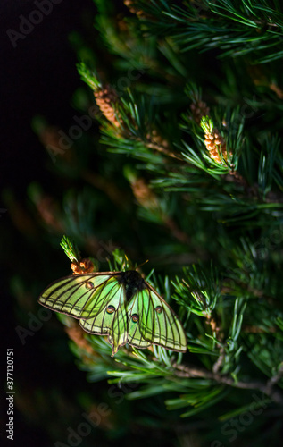 MARIPOSA ISABELINA - SPANISH MOON MOTH Spanish (Graellsia isabellae) photo