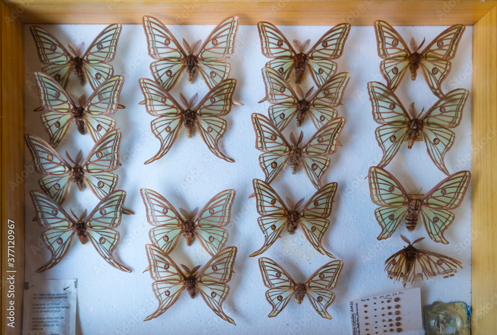 Scientific studies on butterfly MARIPOSA ISABELINA - SPANISH MOON MOTH Spanish (Graellsia isabellae), The Ports Natural Park, Terres de L'Ebre, Tarragona, Catalonia, Spain, Europe