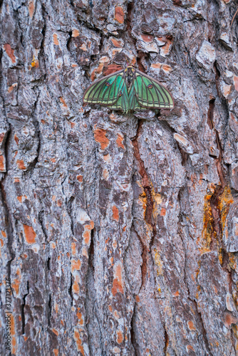 MARIPOSA ISABELINA - SPANISH MOON MOTH Spanish (Graellsia isabellae) photo