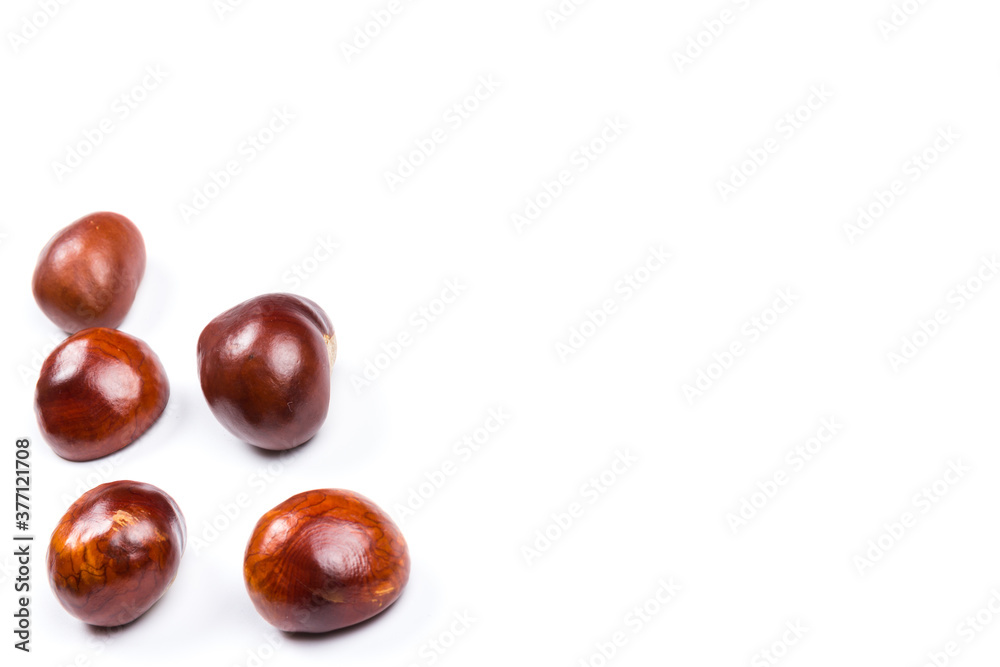 Obraz premium Autumn - Fresh chestnut fruits, Castanea, Horse-chestnut (Aesculus hippocastanum), close up