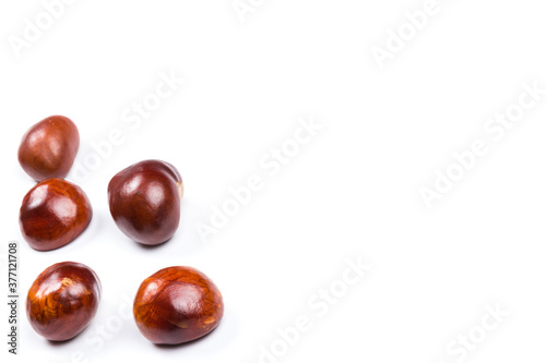 Autumn - Fresh chestnut fruits, Castanea, Horse-chestnut (Aesculus hippocastanum), close up