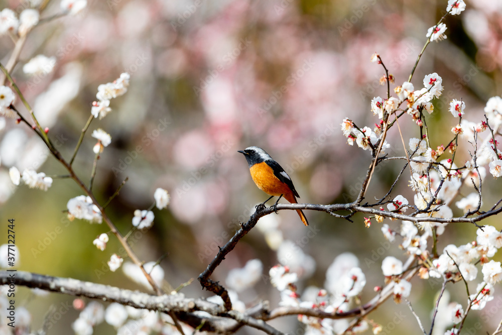 Fototapeta premium 梅の花とジョウビタキ