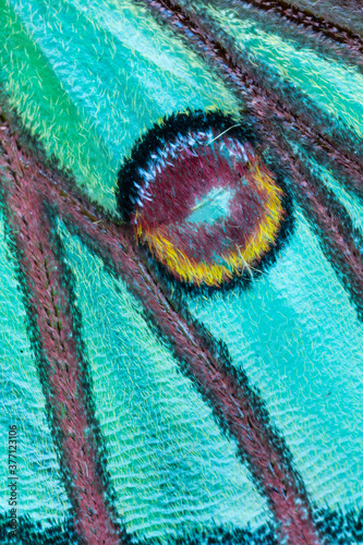 Detail of Eyespot (sometimes ocellus) - Ocelo, MARIPOSA ISABELINA - SPANISH MOON MOTH Spanish (Graellsia isabellae) photo