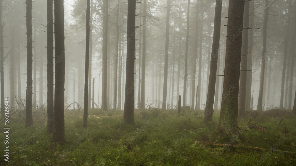 Obraz premium Las we mgle