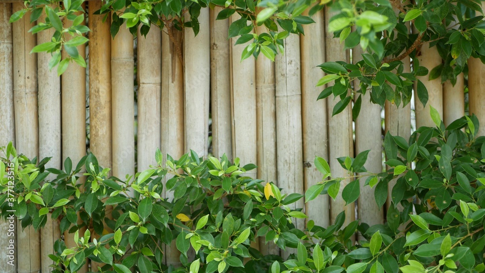 Obraz premium Bamboo fence surrounded by lush vegetation. Durable bamboo fence and bright green bushes in Thailand. Natural background. Juicy exotic tropical leaves texture backdrop with copyspace.