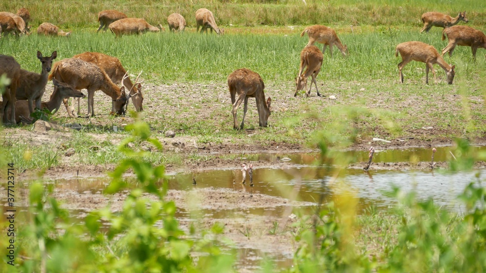Young strong graceful deer, green pasture with green juicy grass. Spring meadow with cute animals. Livestock field in tropical Asia. Natural lagndaschaft with group of fawns. Environment conservation Young strong graceful deer, green pasture with green juicy grass. Spring meadow with cute animals. Livestock field in tropical Asia. Natural lagndaschaft with group of fawns. Environment conservation