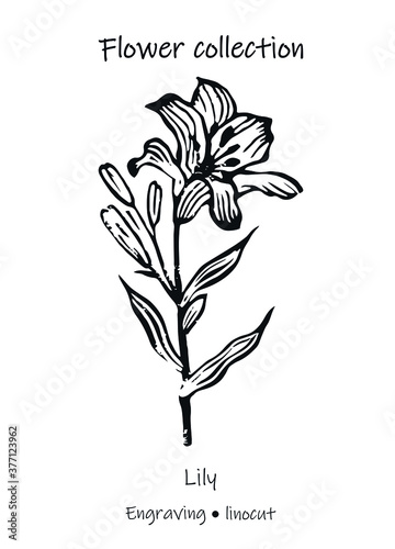 Vector illustration of a lily. Lily vector. Engraving lily. Floral illustration. Black and white flower.