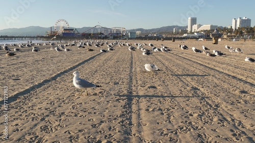 Sea gulls on sunny sandy california beach, classic ferris wheel in amusement park on pier in Santa Monica pacific ocean resort. Summertime iconic view, symbol of Los Angeles, CA USA. Travel concept