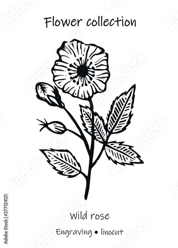 Vector illustration of a wild rose. Wild rose vector. Engraving of a wild rose. Floral illustration. Black and white flower.
