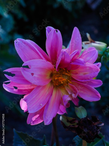 portrait of a pink flower in the garden