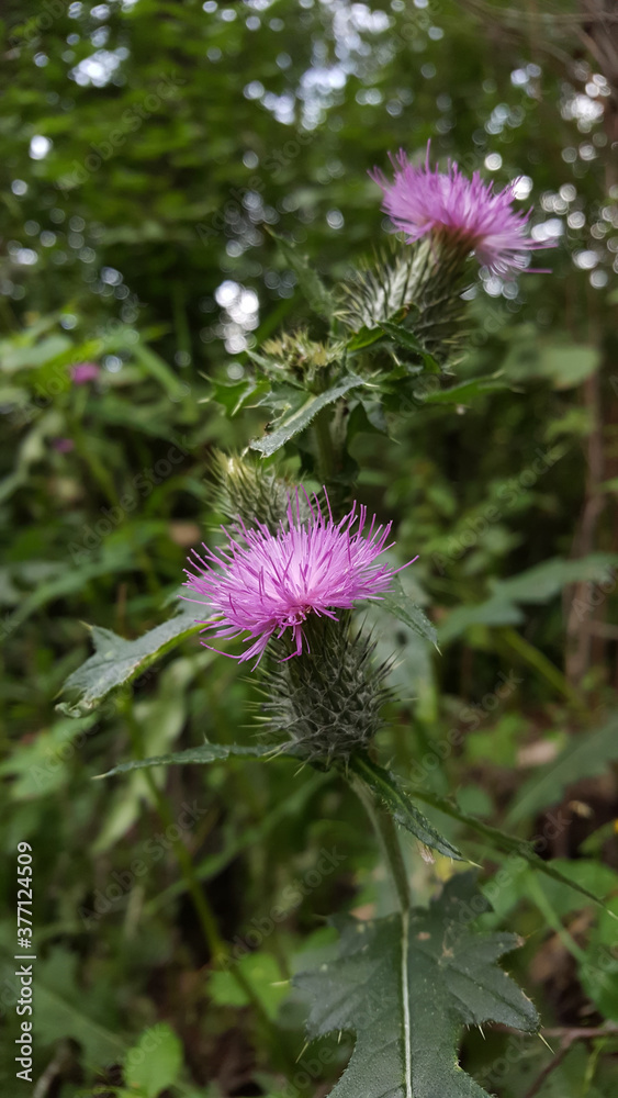 The purple and tender flower of the brutal thistle, aka Carduus, looks especially elegant and gentle in the subdued light of the greenery of the deciduous forest. The purple and tender flower of the brutal thistle, aka Carduus, looks especially elegant and gentle in the subdued light of the greenery of the deciduous forest.