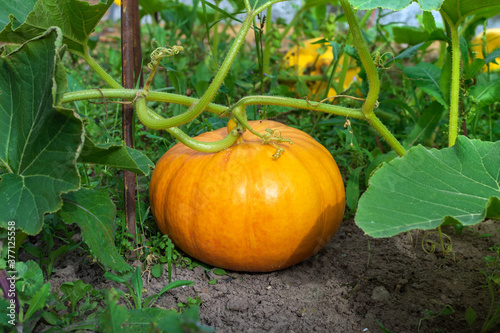 Pumpkins in the garden. Halloween.