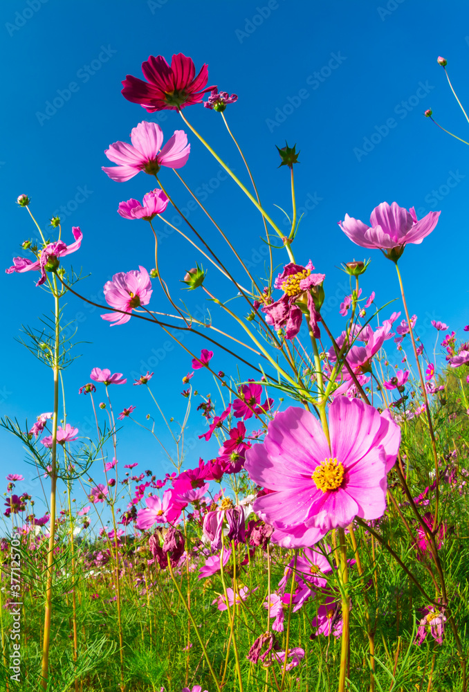 Pink cosmos flowers in the garden with blue sky background