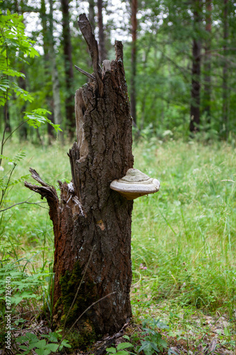 Tinder mushroom on a big old stump