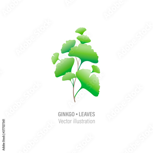 Green ginkgo leaves and branches isolated on white background. Eps 10 vector illustration of green ginkgo biloba leaves.