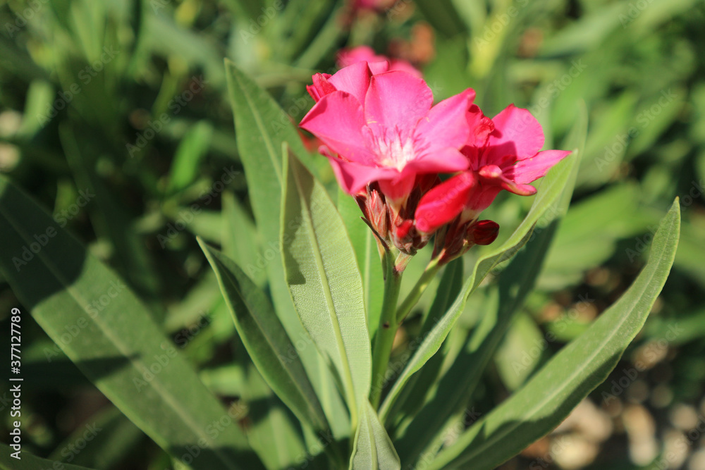 Nerium Oleander Small Pink Red Flowers with Green Leaves in Europe. A bush of Nerium oleander, small pink and red flowers with large thin green leaves. Close up. 