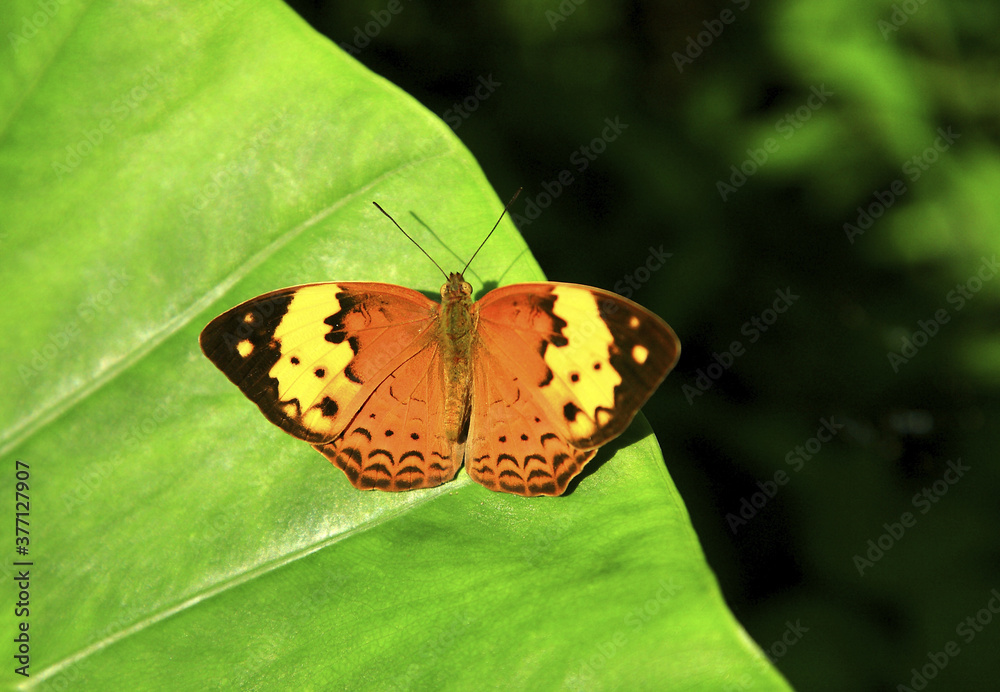 Obraz premium Yellow butterfly