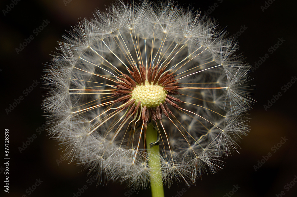 Fototapeta premium close-up of dandelion seed head