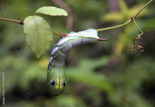 Photos Swallowtail larva