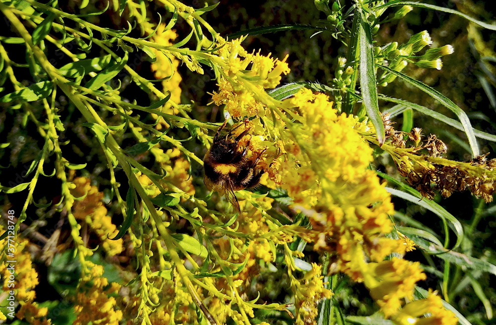 Fototapeta premium bumblebee on a flower