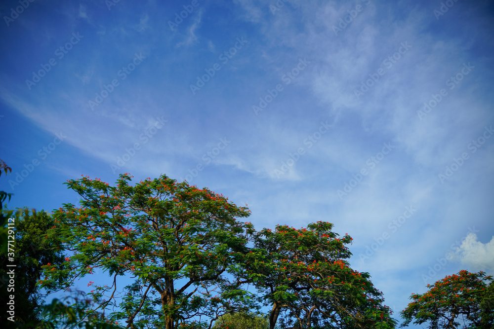 beautiful view of tree and Blue sky beautiful view of tree and Blue sky