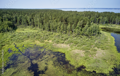 Aerial photo of forest bog in the Karakansky pine forest near the shore of the Ob reservoir. photo