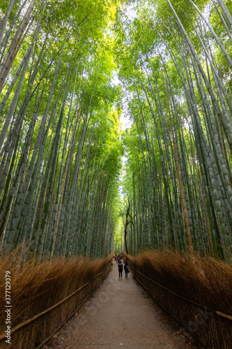 Arashiyama bamboo forest in Kyoto (Japan)