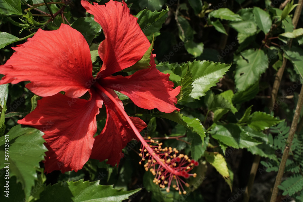 flower flower