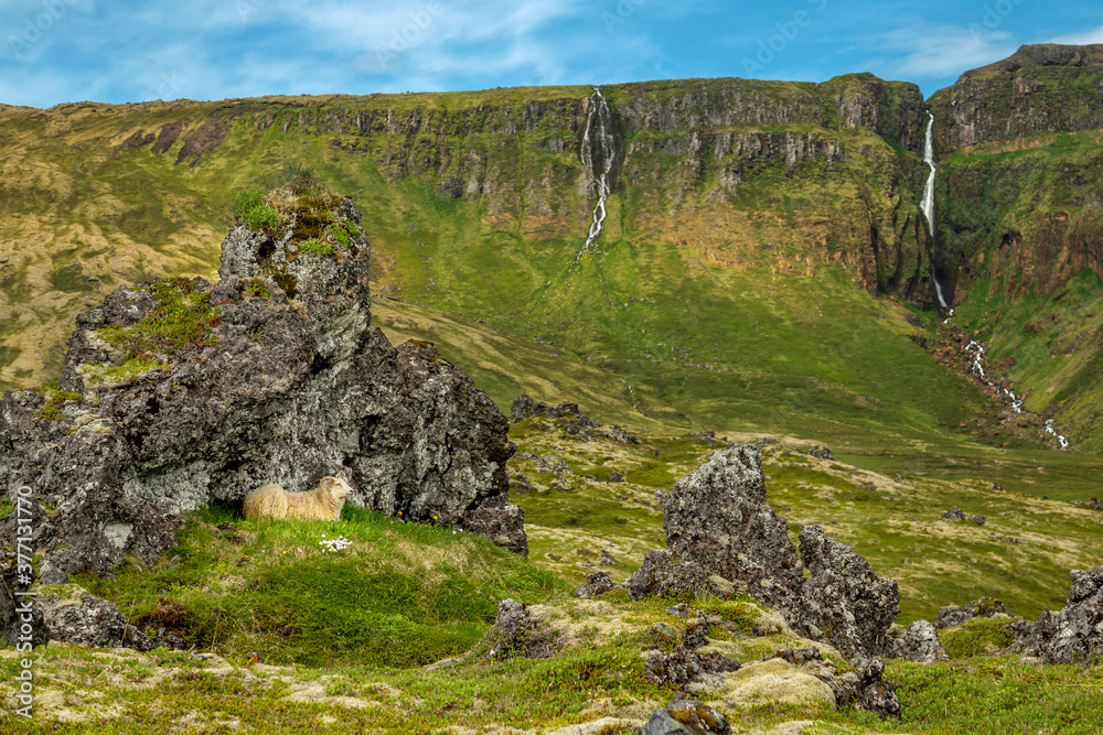 Iceland landscape with sheep, mountains and waterfalls