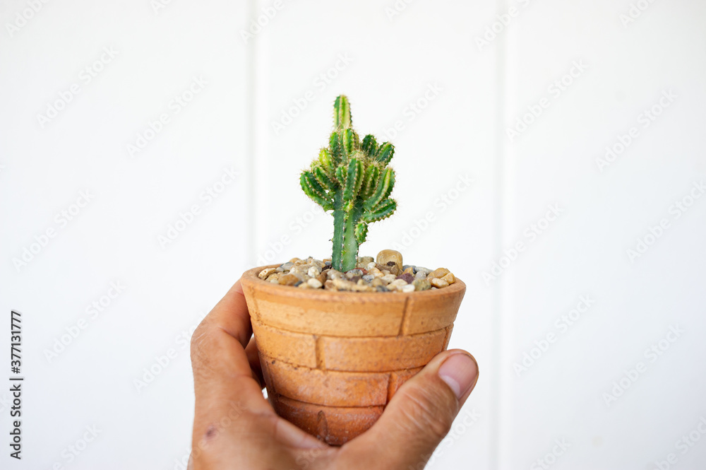 Small ornamental plants in small pots, in the gardener's hands, white concrete wall backdrop. Small ornamental plants in small pots, in the gardener's hands, white concrete wall backdrop.