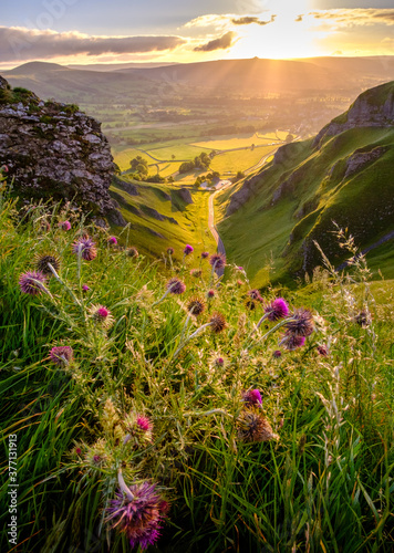 Flowering thistles above Winnats Pass in the Peak District, Derbyshire, England