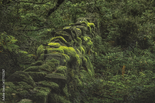 Swineholes Wood. Vibrant green moody, ethereal UK forest woodland trees, and foliage.
