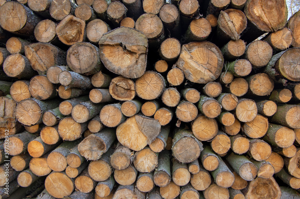Cutting of the trees, bark beetle calamity, conifer tree logs on pile in woodland Cutting of the trees, bark beetle calamity, conifer tree logs on pile in woodland