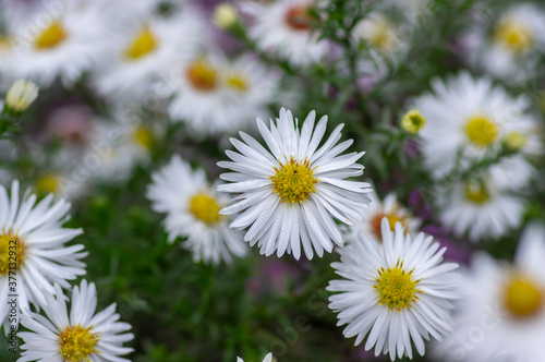 Aster ericoides white heath asters flowering plants  beautiful autumnal flowers in bloom