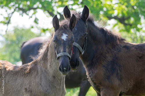 Foto Dark old kladruby horses on pasture on meadow with trees, young baby animal with