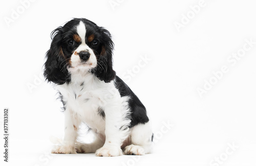 Obraz na płótnie Cavalier king charles spaniel dog puppy looking