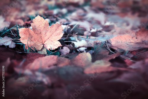 Autumn maple leaf isolated on a color background.