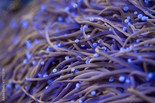 Beautiful euphyllia lps coral in coral reef aquarium tank. Macro shot. Selective focus.