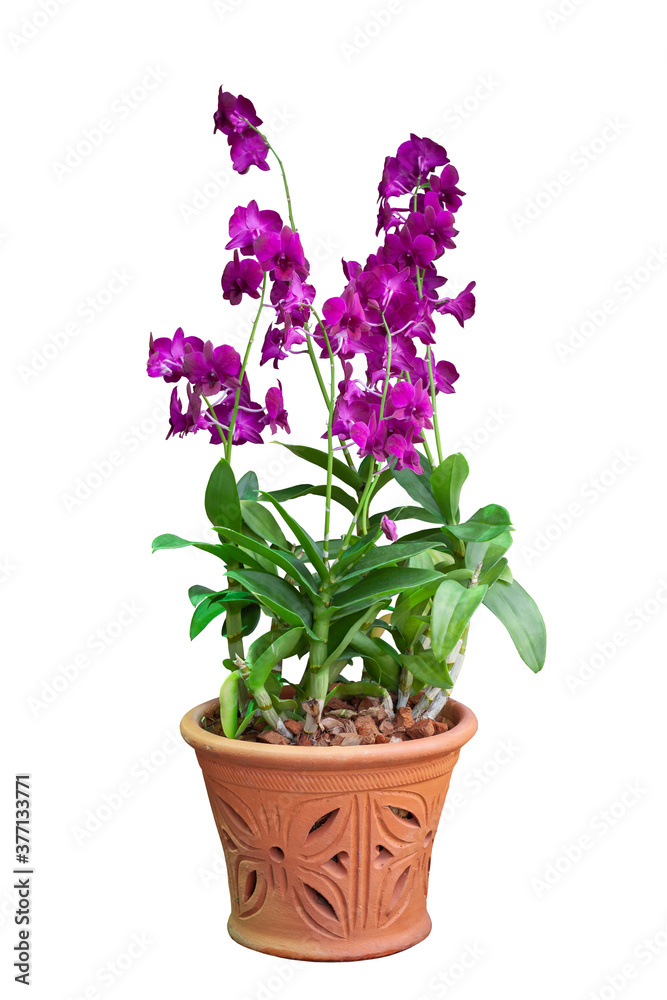 Purple orchid flower bloom in brown pot isolated on white background.