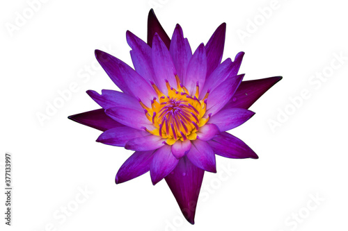 Purple lotus flower on a white background.