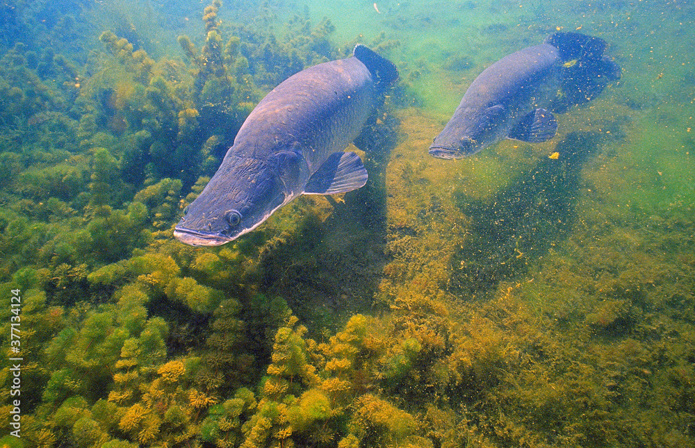 Fototapeta premium Peixe Pirarucu - arapaima gigas