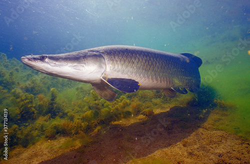 Peixe Pirarucu - arapaima gigas
