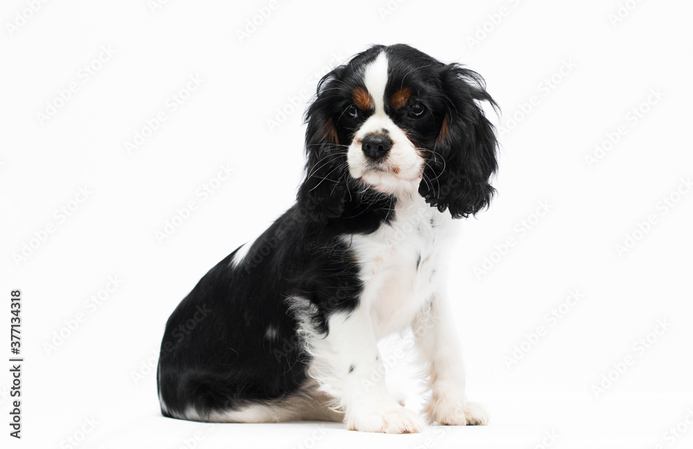 dog puppy looking sideways on background
